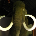 Rv mammoth skin face.jpg